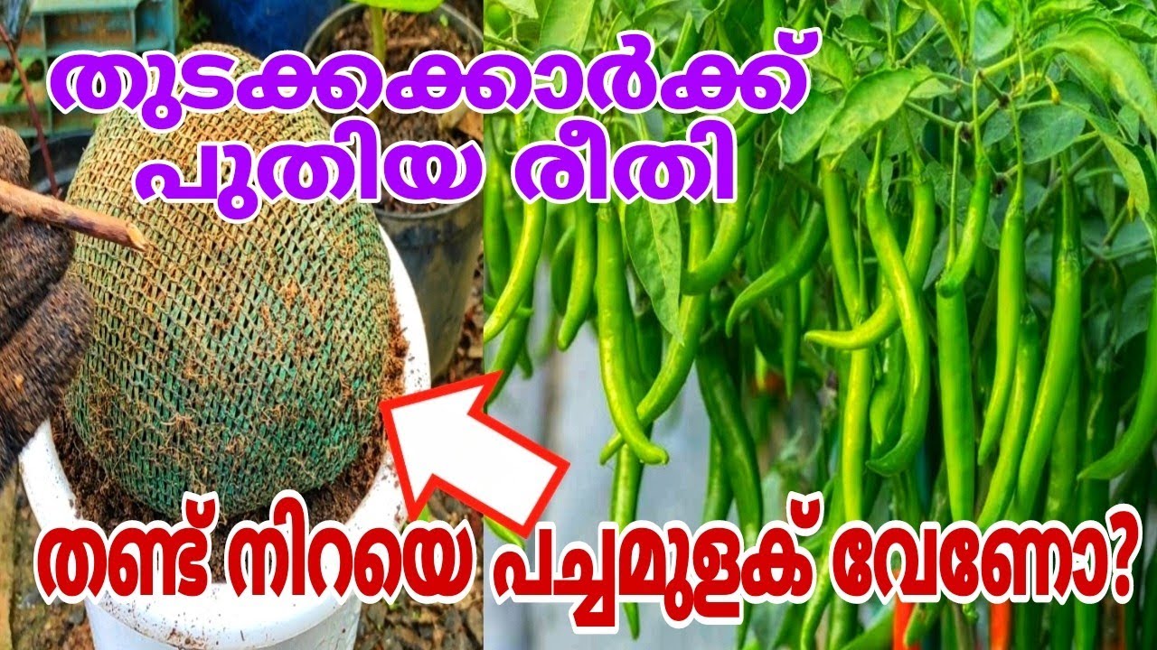 മുരടിപ്പും വെള്ളിയും പറപറക്കും ഇങ്ങനെ ചെയ്താൽ |  Mulaku Krishi in malayalam | How to grow chilli