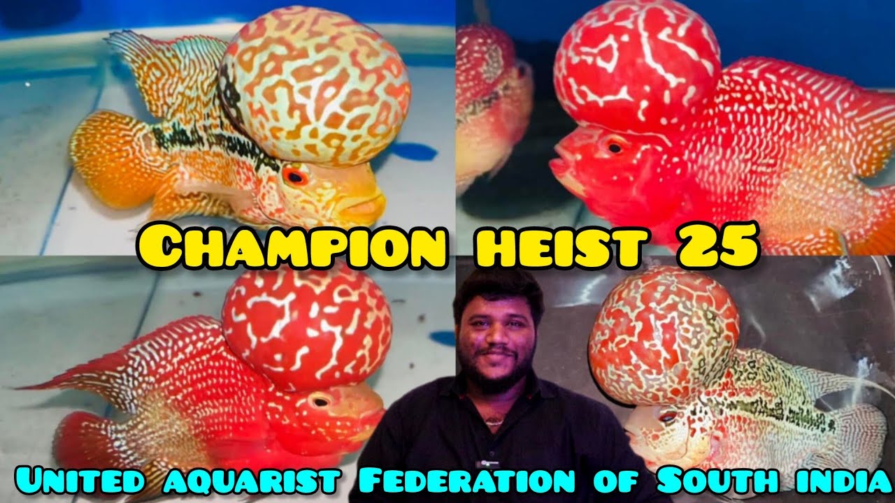 Champion heist 25 | flowerhorn competition