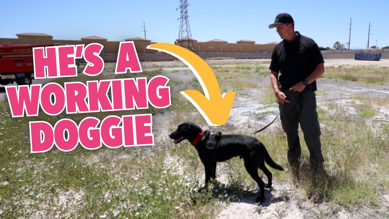 A Day in the Life of a Bomb Sniffing Dog