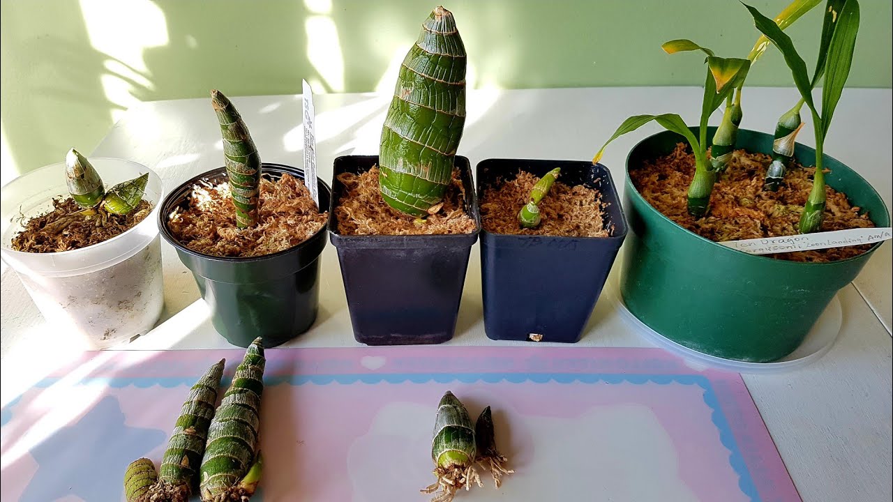 天鹅兰入盆过程 Catasetum and Cycnoches
