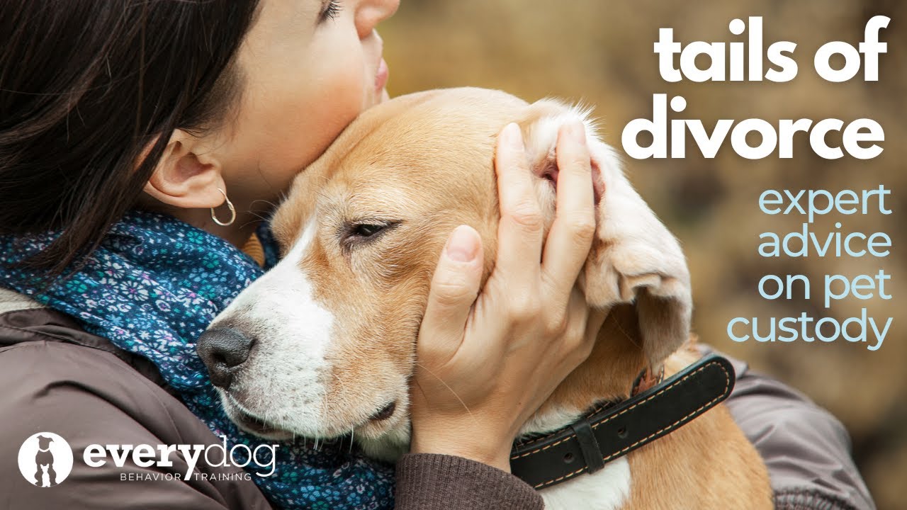 Tails of Divorce: Expert Advice on Pet Custody