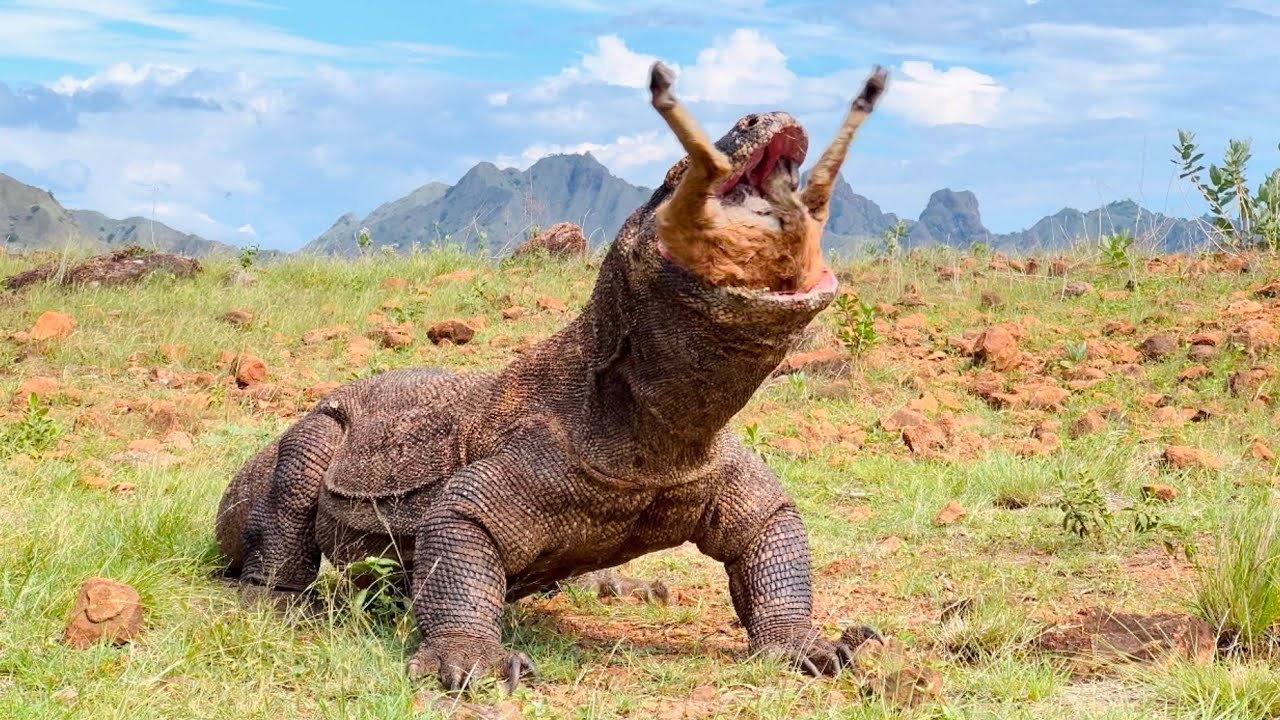 The Hunting Komodo Dragon List Wanted To Catch a Goat But Failed
