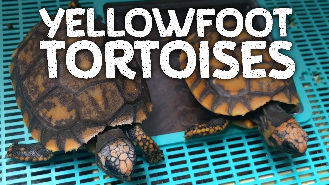 Yellowfoot Tortoise