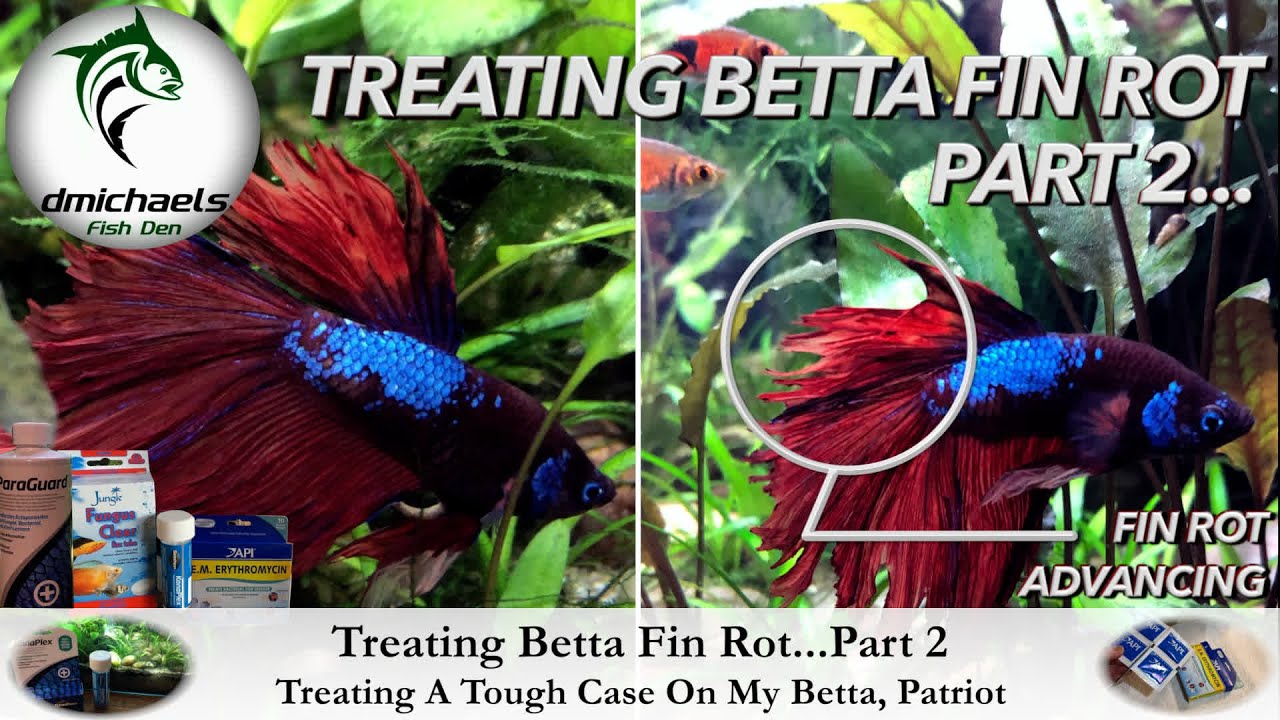 Treating Betta Fin Rot - Part 2:  Medications - Treating A Tough Case Of Fin Rot On My Betta Patriot