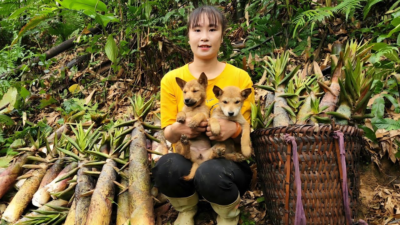 Harvesting bamboo shoots with the two dogs and taking them to the market to sell with my daughter.