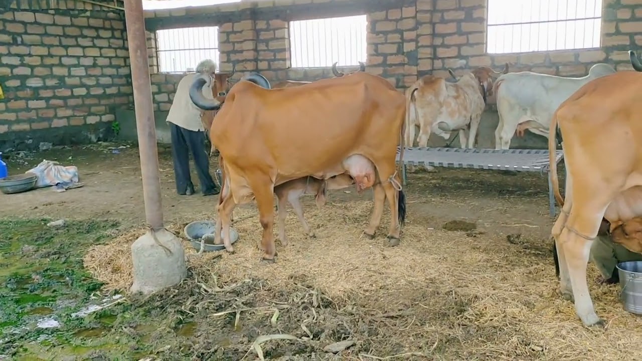 નાનાવડા ગૌશાળા ની મુલાકાતે