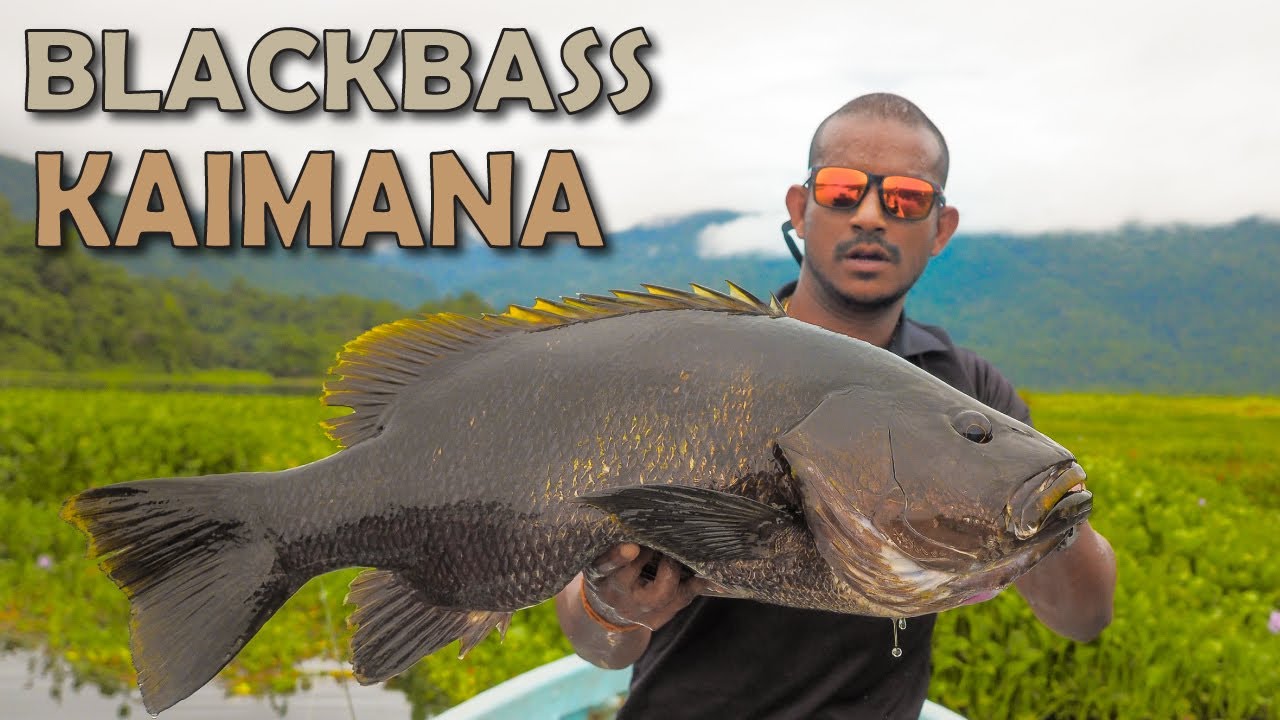 Blackbass Kaimana