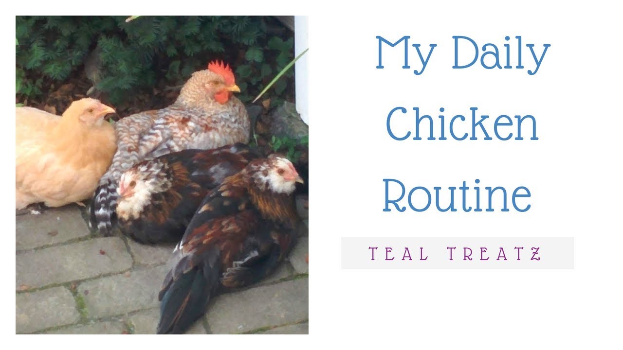 Teal Treatz | My Daily Chicken Routine