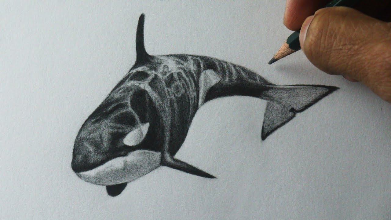 Como desenhar uma Baleia Orca