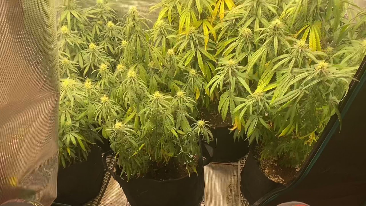 Organic Soil vs Nutrient week 9/10. - Week 3/4 of flower