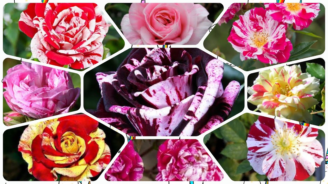 172 - 25 Striped Miniature Rose Varieties || Famous Around The World