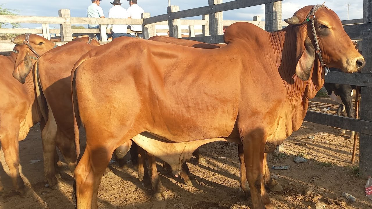 Feira de gado. Só as pareias em Dois Riachos Alagoas 18/03/26#nordeste
