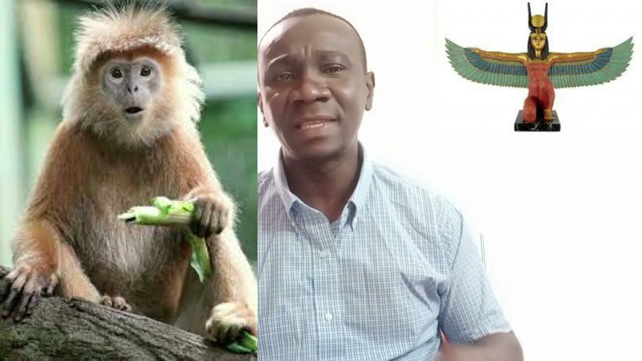 The Use of Monkey Sugar Cane aka 