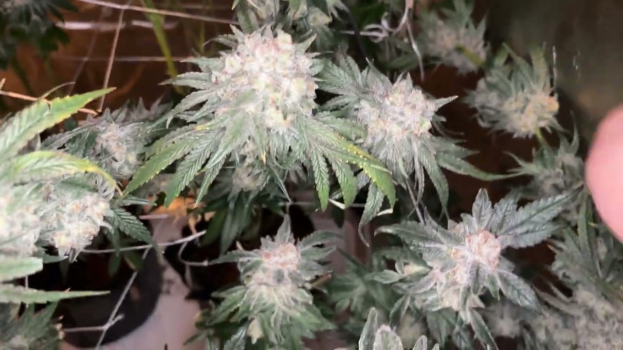 Cookies seedbank-Hollywood day 63F