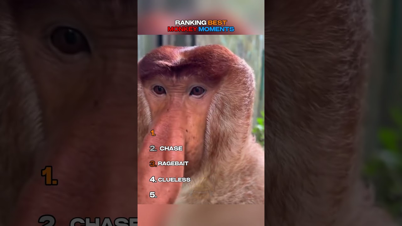 Ranking Best Monkey Moments