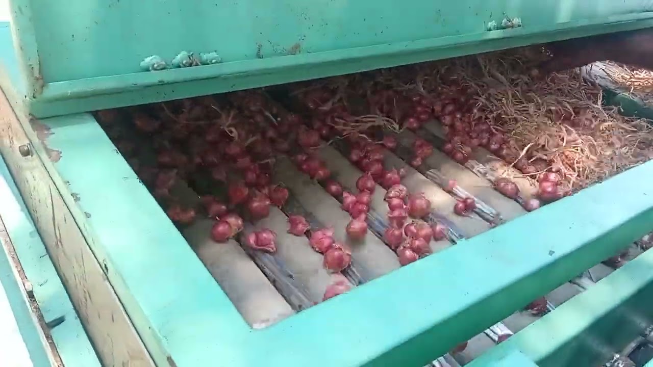 சின்ன வெங்காயம் தாள் வெட்டும் இயந்திரம்