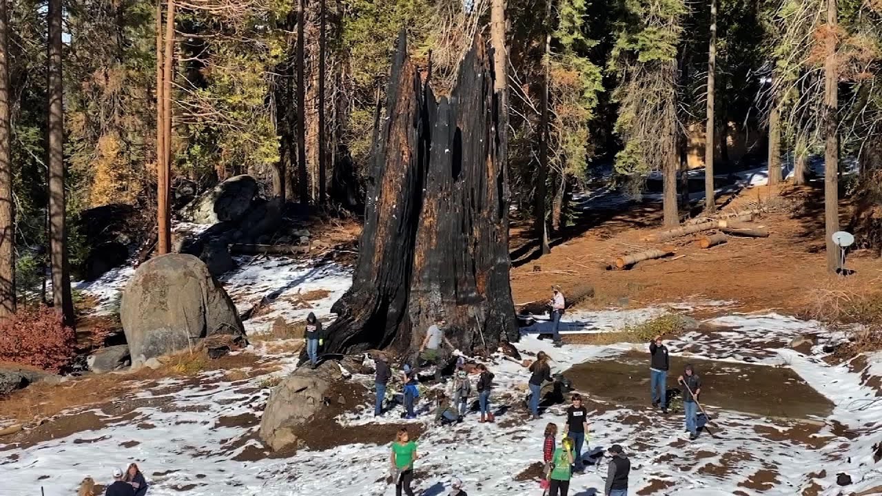 New sequoias take root after fire guts giant trees