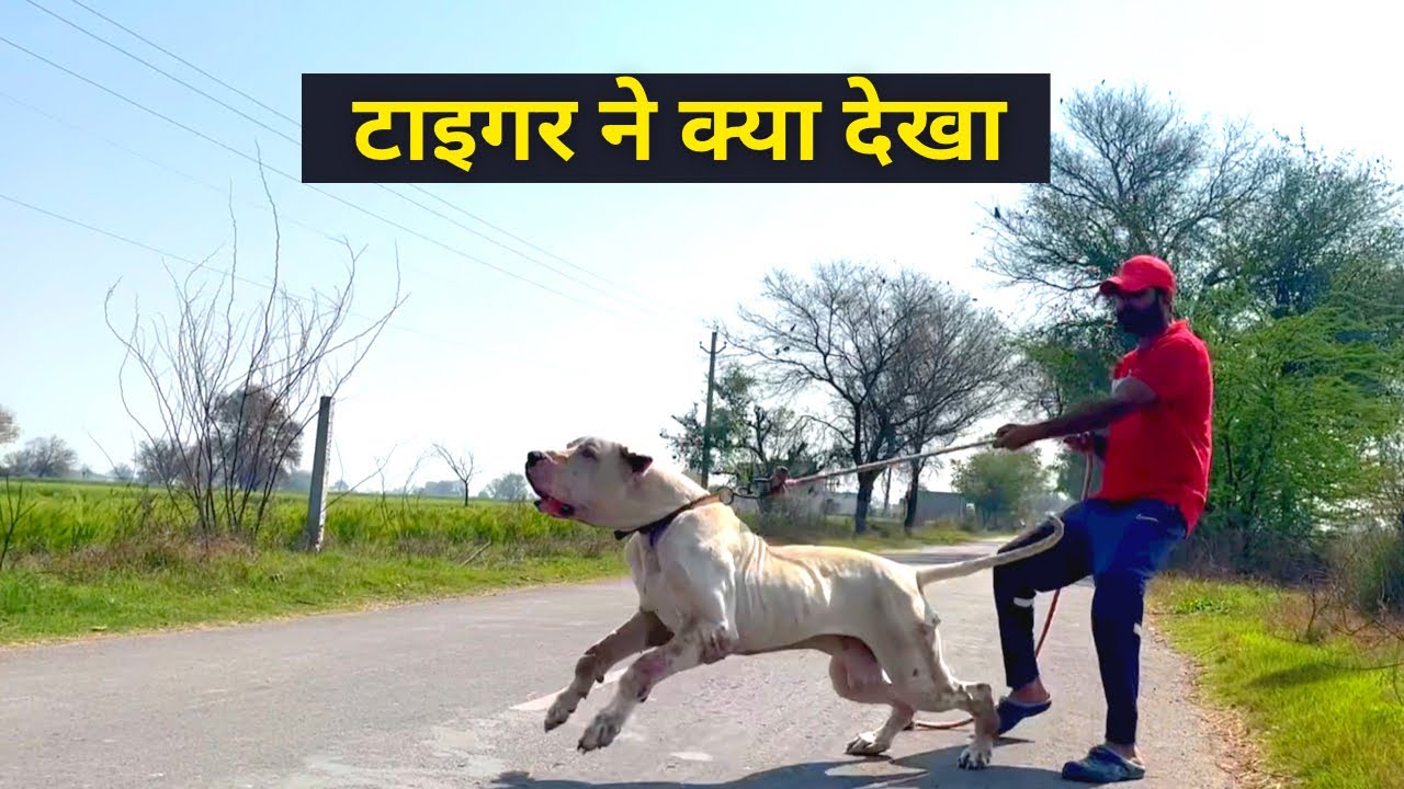 टाइगर ने क्या देखा l Bully Dog Video l Indian Mastiff Bully Kutta Tiger 2 Bully Kutta Import Export