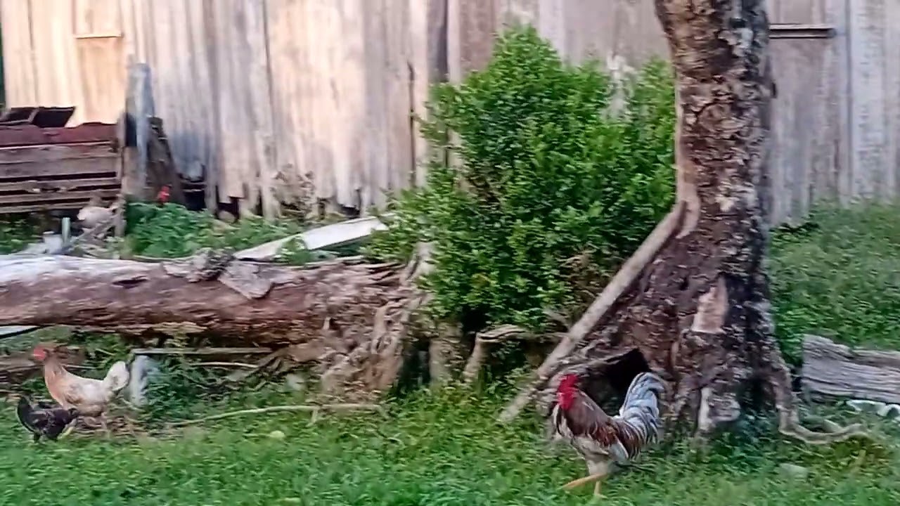 31 de janeiro de 2026