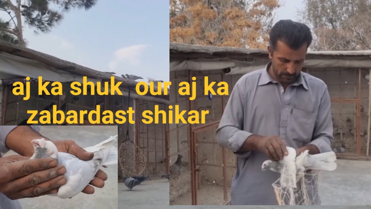 #pigeon #birds #quetta #kabootar #support 