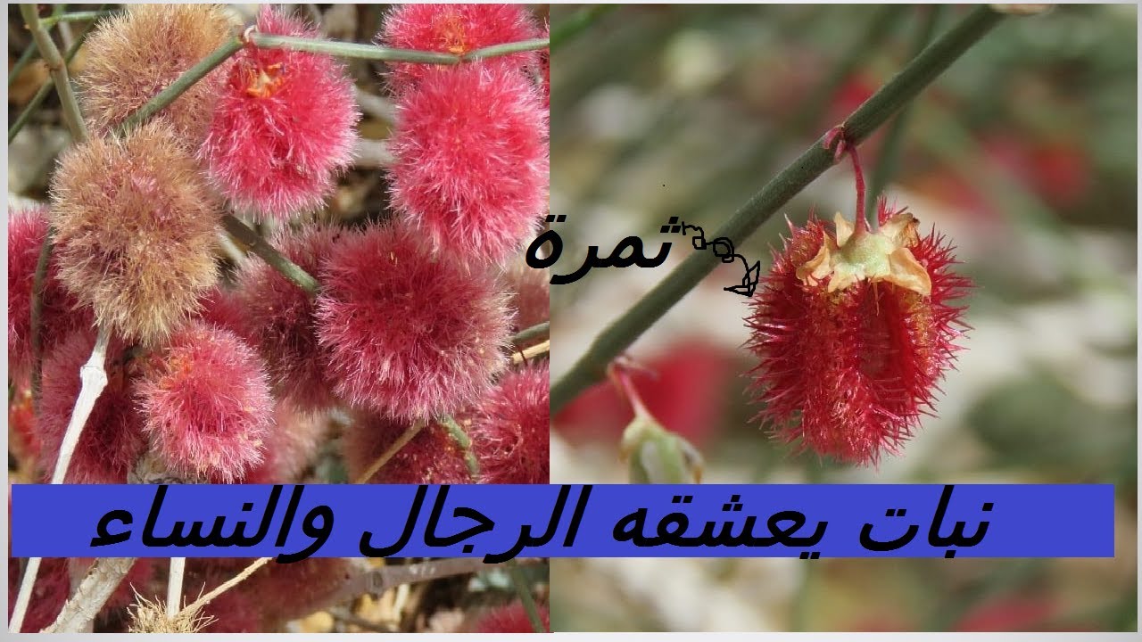 الارطي أو الارطا أو عبل نبات مفيد لرجال والنساء Calligonum حلقة 369