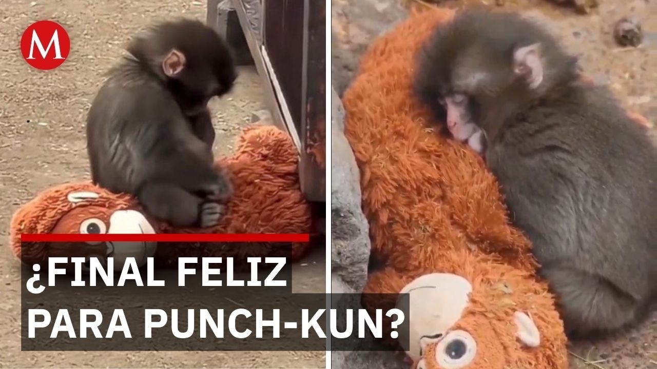 Mono Punch: La historia del video viral que enternece al mundo