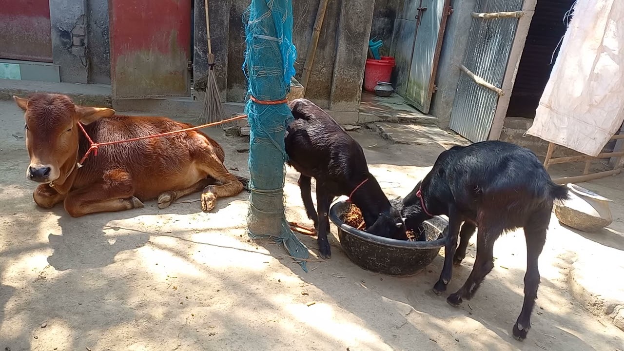 🐐 Goats Eating and Cow Taking Rest 🐄