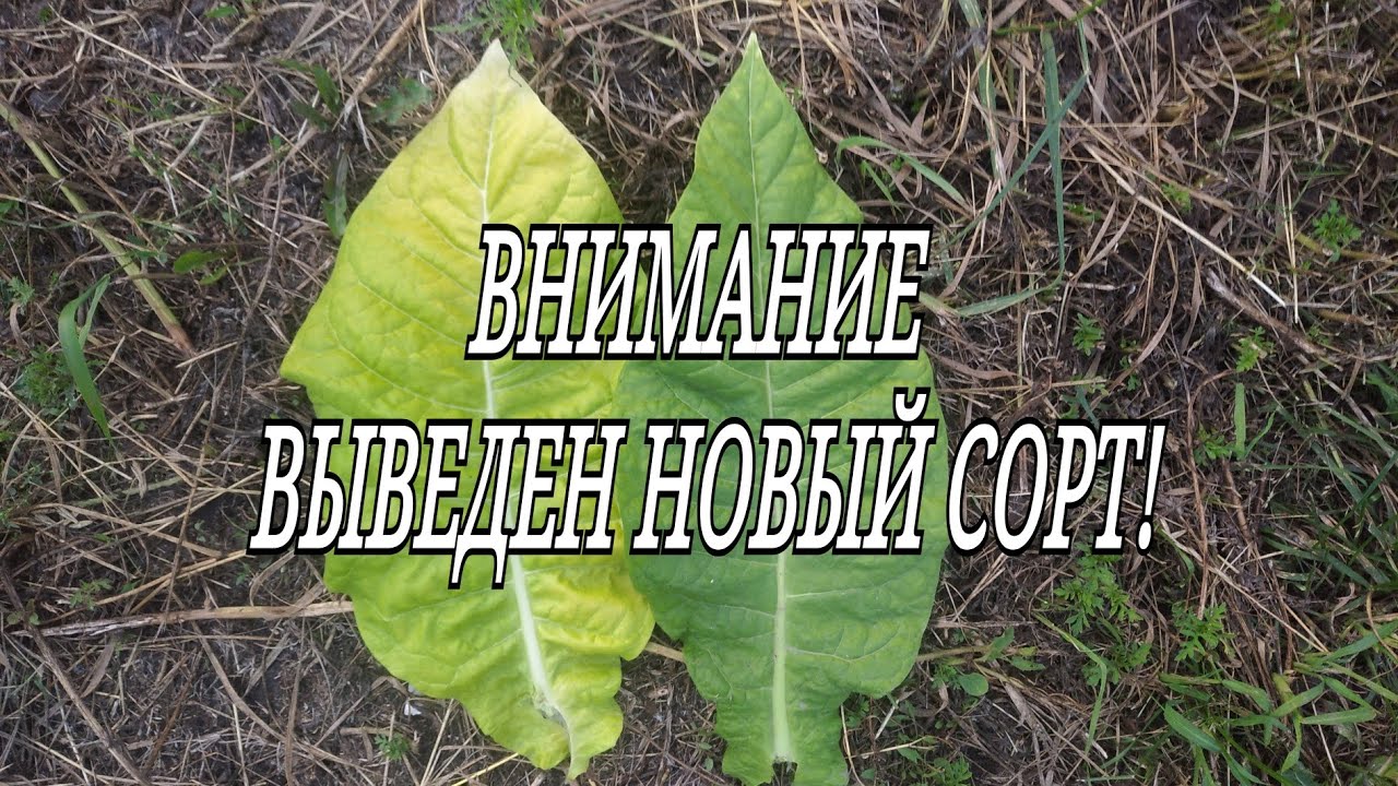 ВНИМАНИЕ ! ВЫВЕДЕН НОВЫЙ СОРТ!
