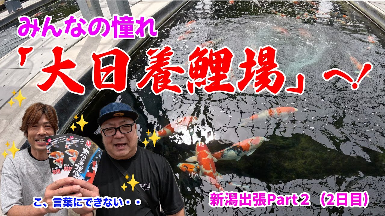 【錦鯉】新潟出張Part２（2日目）本場の超有名養鯉場を見学に行きました！#錦鯉 #錦鯉販売 #大日養鯉場 #koi #koifish