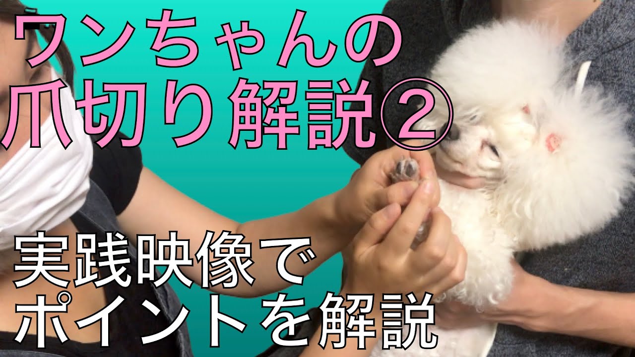 自宅で出来る犬の爪切り。実演で爪切りや保定の仕方、必要な道具を解説していきます