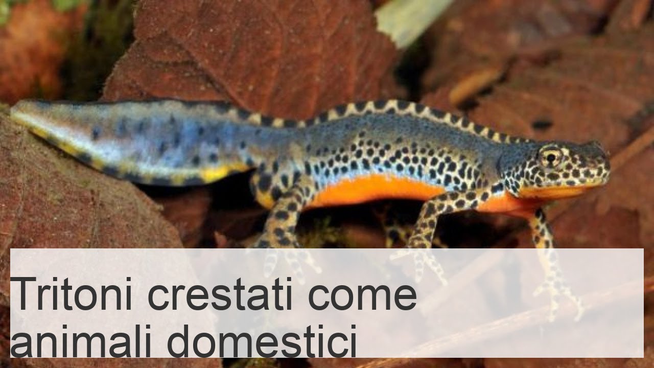 Tritoni crestati come animali domestici