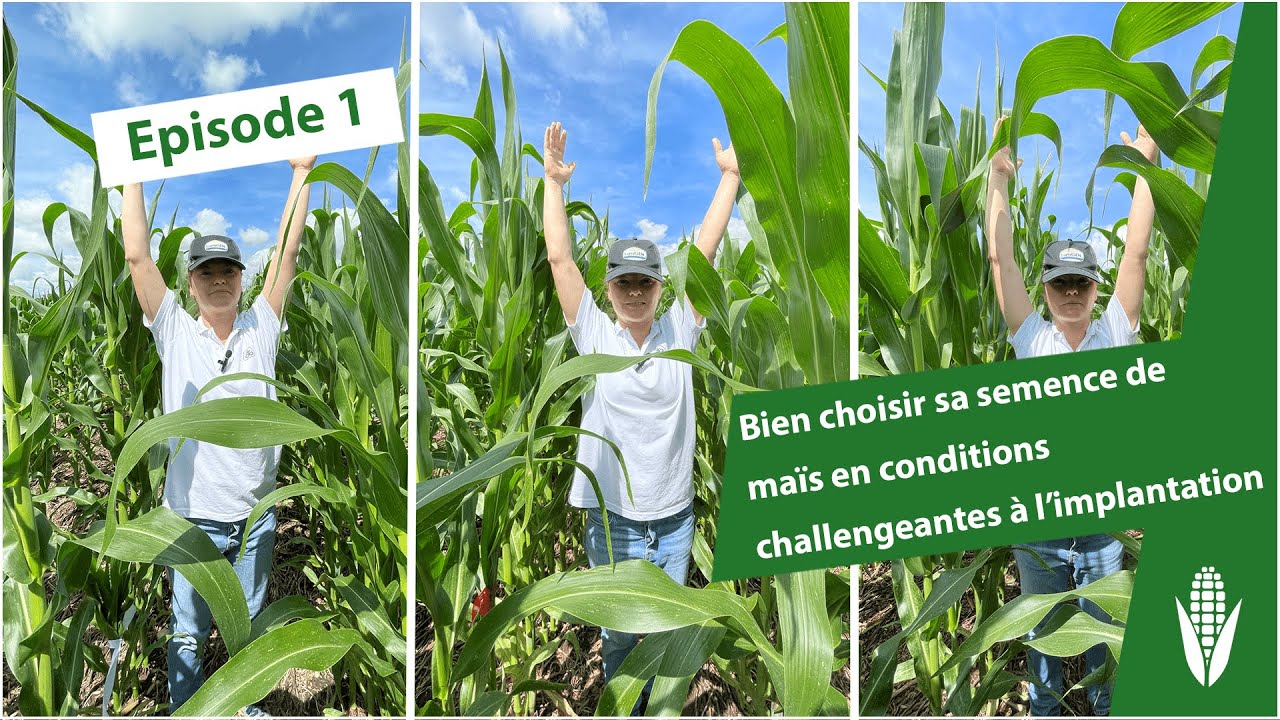 Bien choisir sa semence de maïs en conditions challengeantes à l'implantation : épisode 1