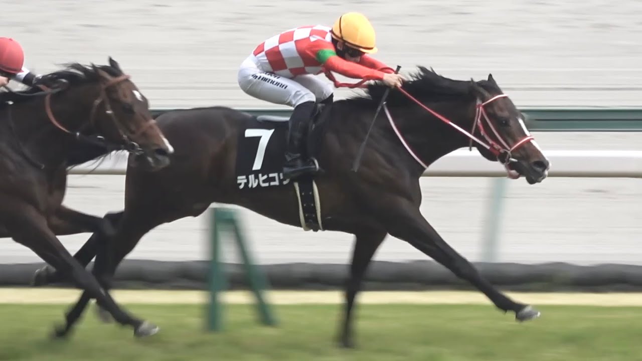 【現地】2026 大寒桜賞 テルヒコウ 西村 淳也騎手 【中京競馬場 GLAYのTERUさんが名付け親】
