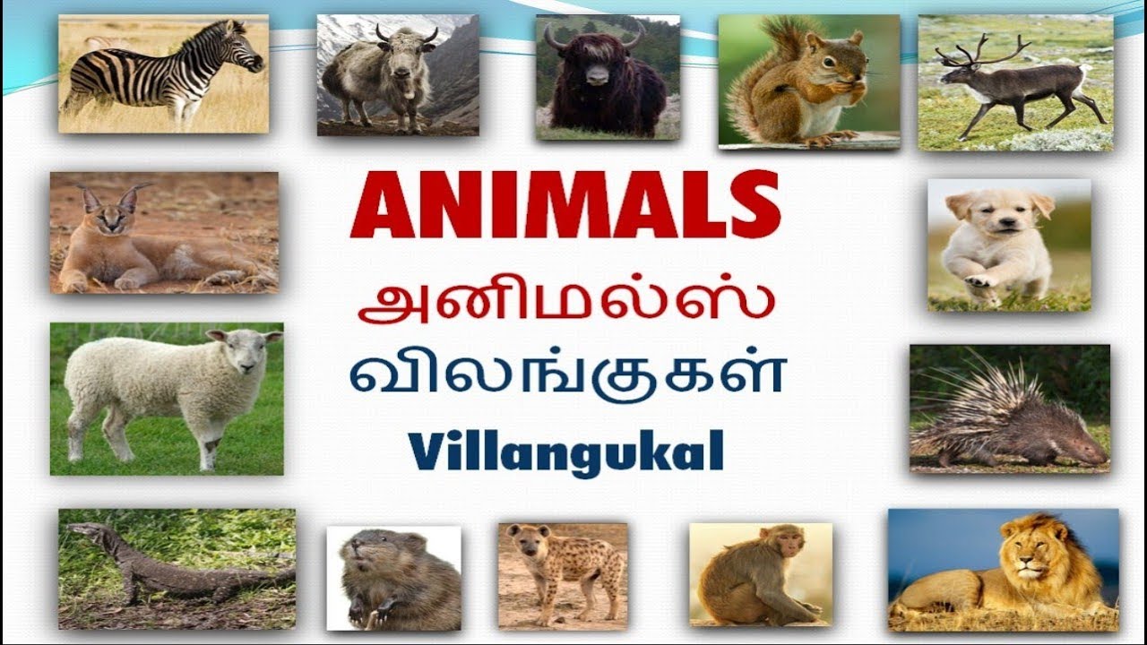 vocabulary about animals and wildlife with pictures including Tamil and English pronunciation