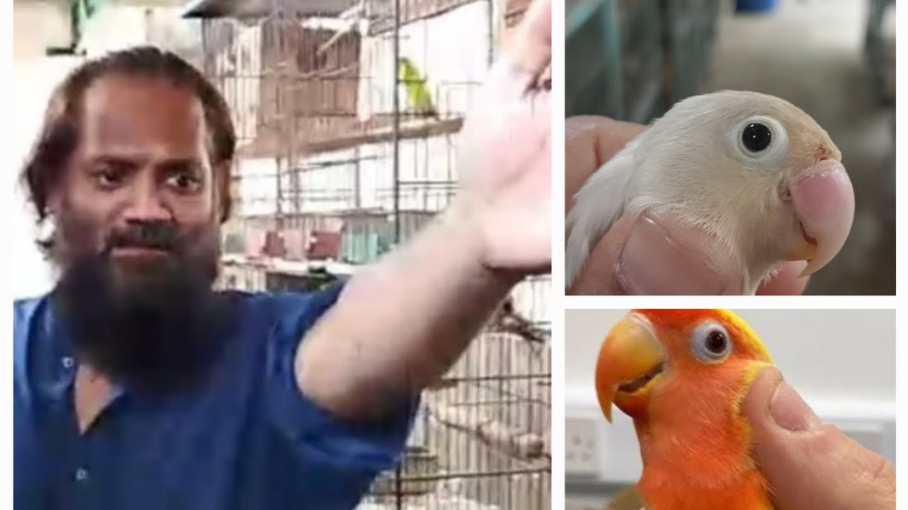 Fazal Bhai's Guide to Bird Health | Monsoon Bird Care & 10 Lovebird Secrets! 🦜 