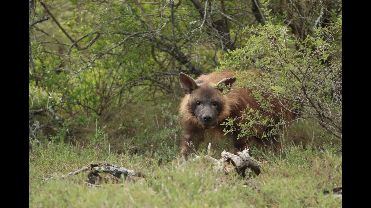 Latest news on the Brown Hyena Project at Shamwari Conservation Experience