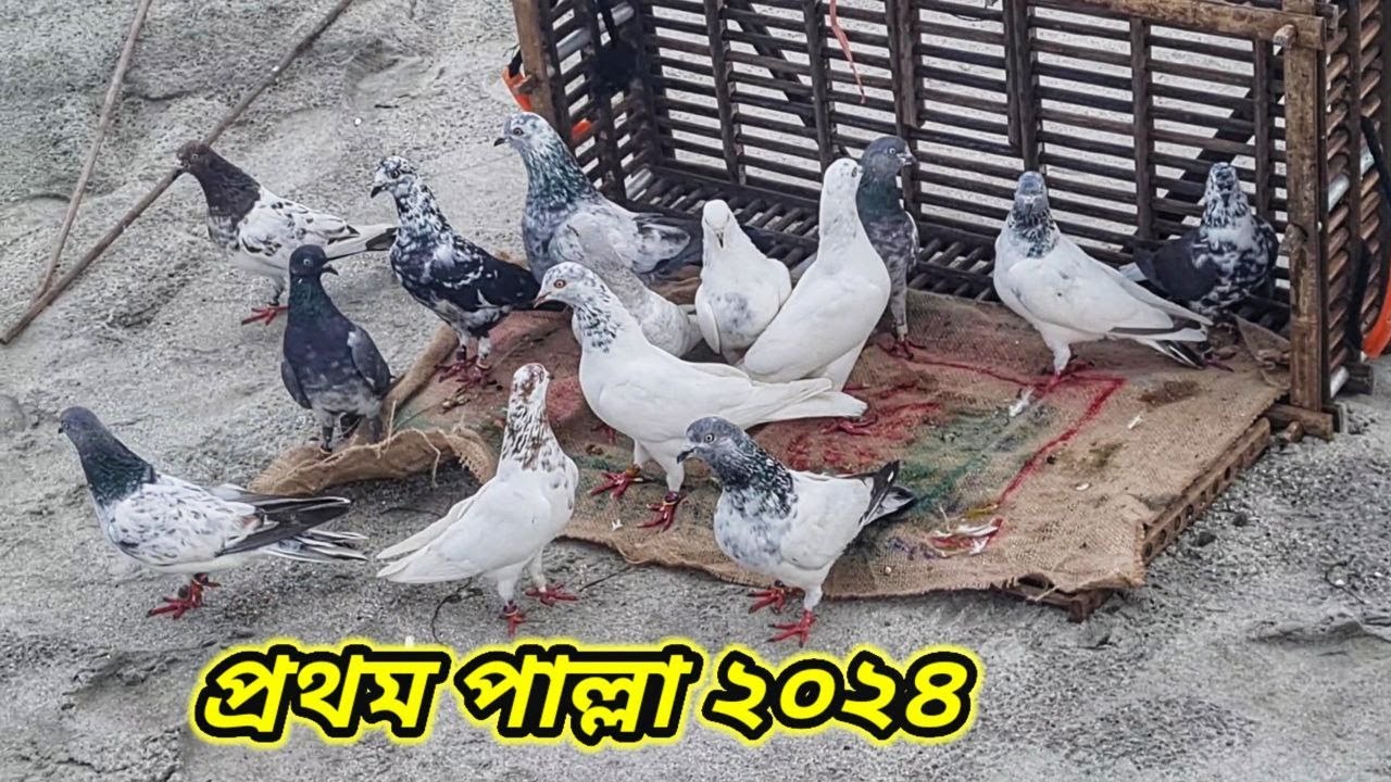 I got my first 14 pieces of pigeons of 2024, 8 kilos, 🥰 | Miraj Pigeon & Pets