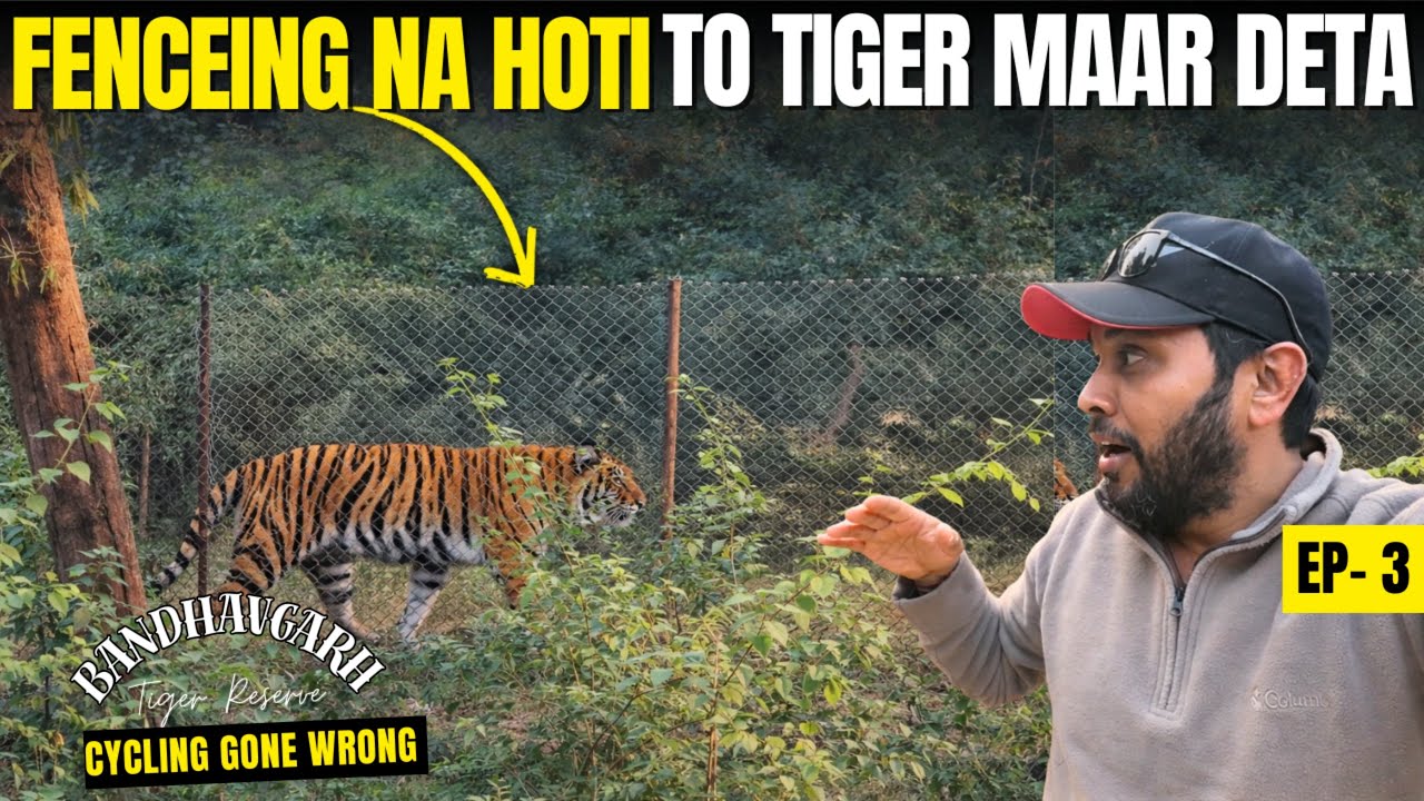 Bandhavgarh Tiger Reserve - Fence नहीं होती तो TIGER मार देता Bandhavgarh National Park मैं