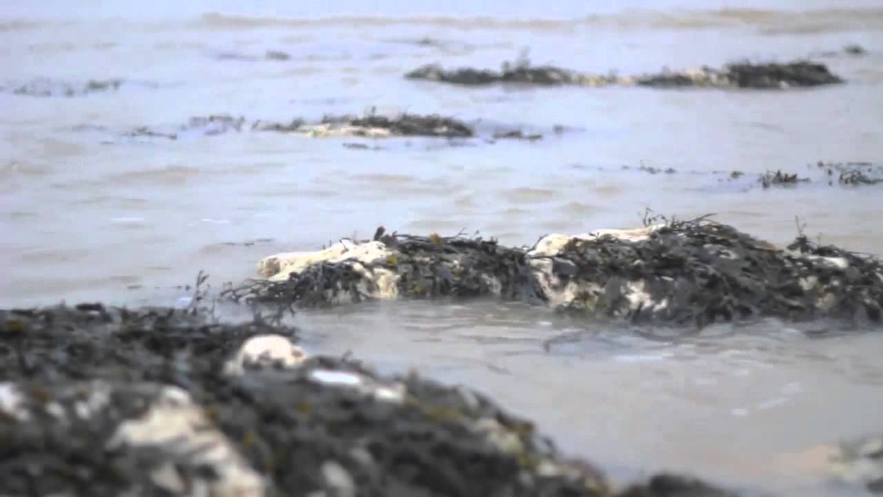 Beachy Head   Short Documentary