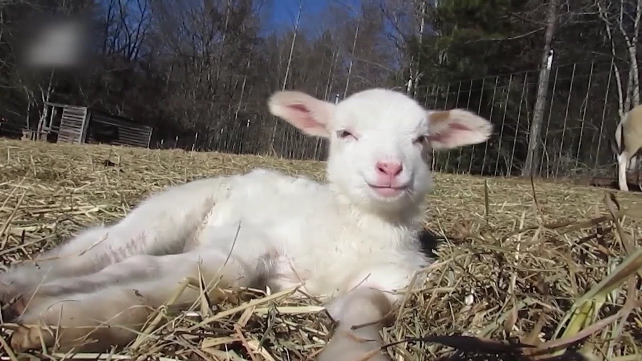 The Funniest Pet Videos | Hilarious Animal Moments #45