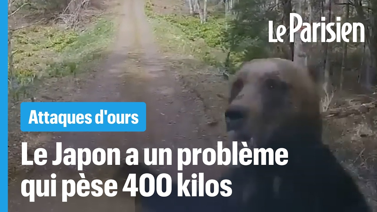 Attaques d'ours mortelles au Japon : l'arm&eacute;e d&eacute;ploy&eacute;e pour stopper le carnage