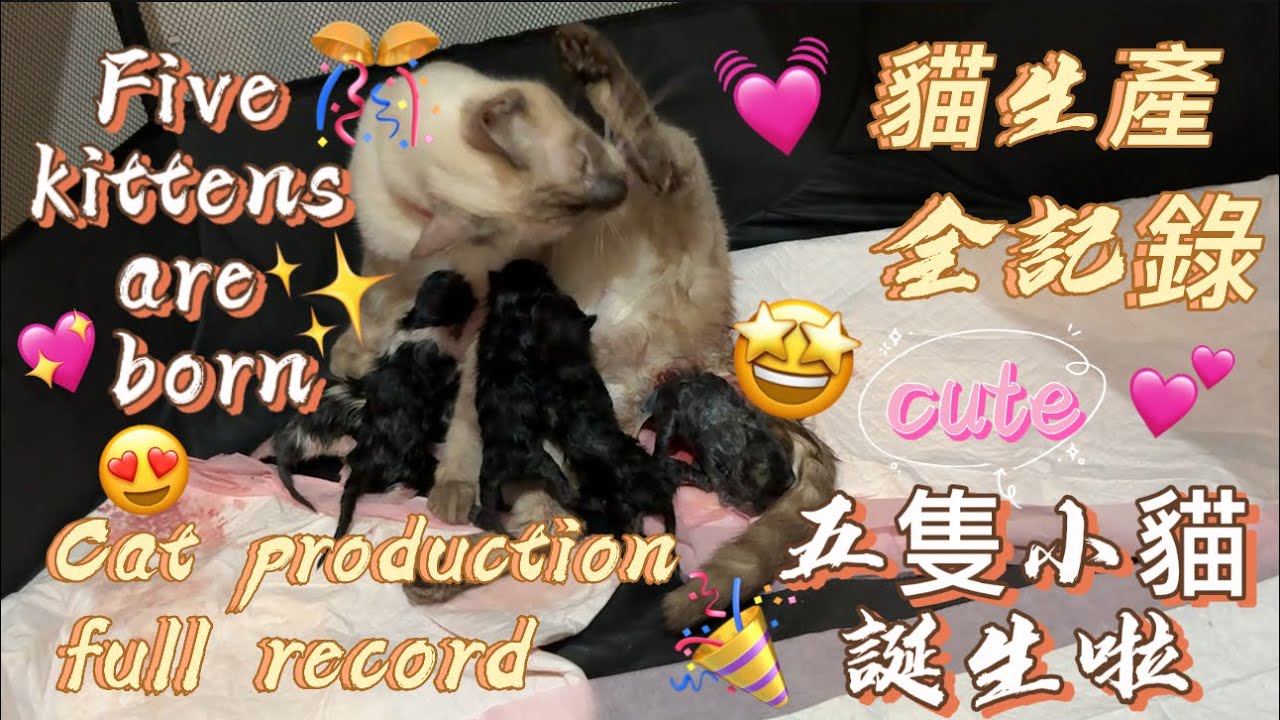 Cat production full record ｜貓咪生產｜全紀錄｜ 孕貓｜接生小貓｜cat giving birth ｜Full record #cat #dailyvlog #kitten