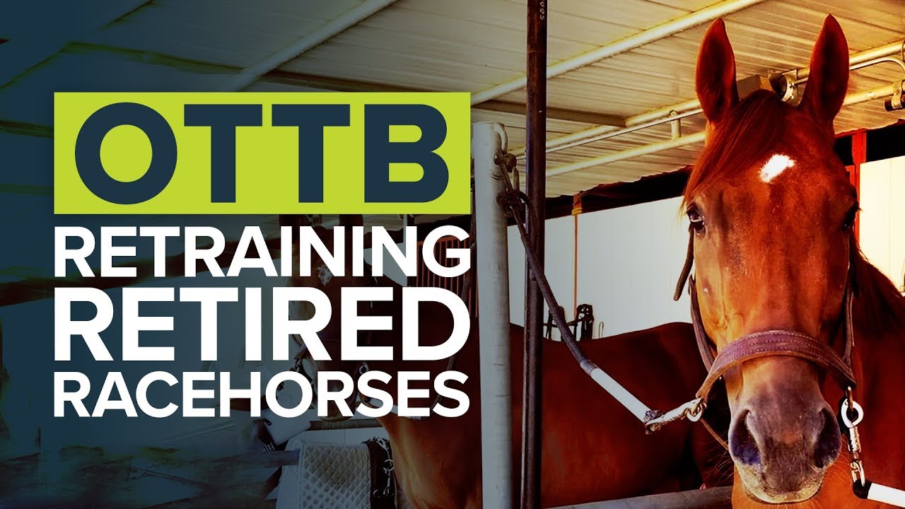 THOROUGHBRED MAKEOVER | RETRAINING RETIRED RACEHORSES