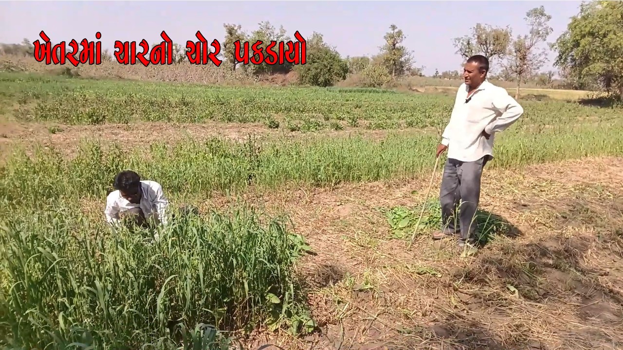 ખેતરમાં ચારનો ચોર પકડાયો  😱 // comedyvideo // funny // farm //humor // viral