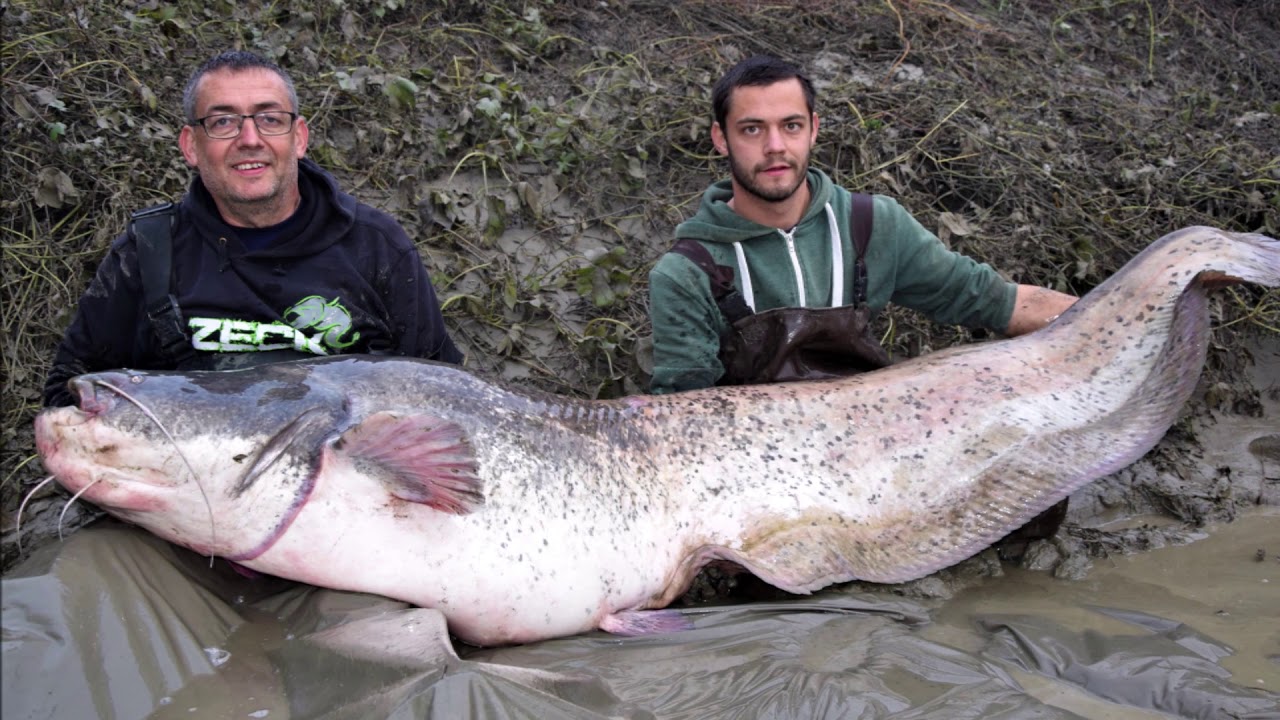 Hochwasser Welsfischen am Po im Oktober