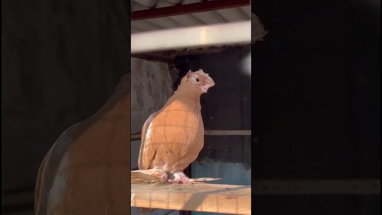 Узбекские голуби Pigeons الحمام Tauben  merpati کبوتر 鴿子 ハトkaʙūtar güvercinler porumbei 22/02/26