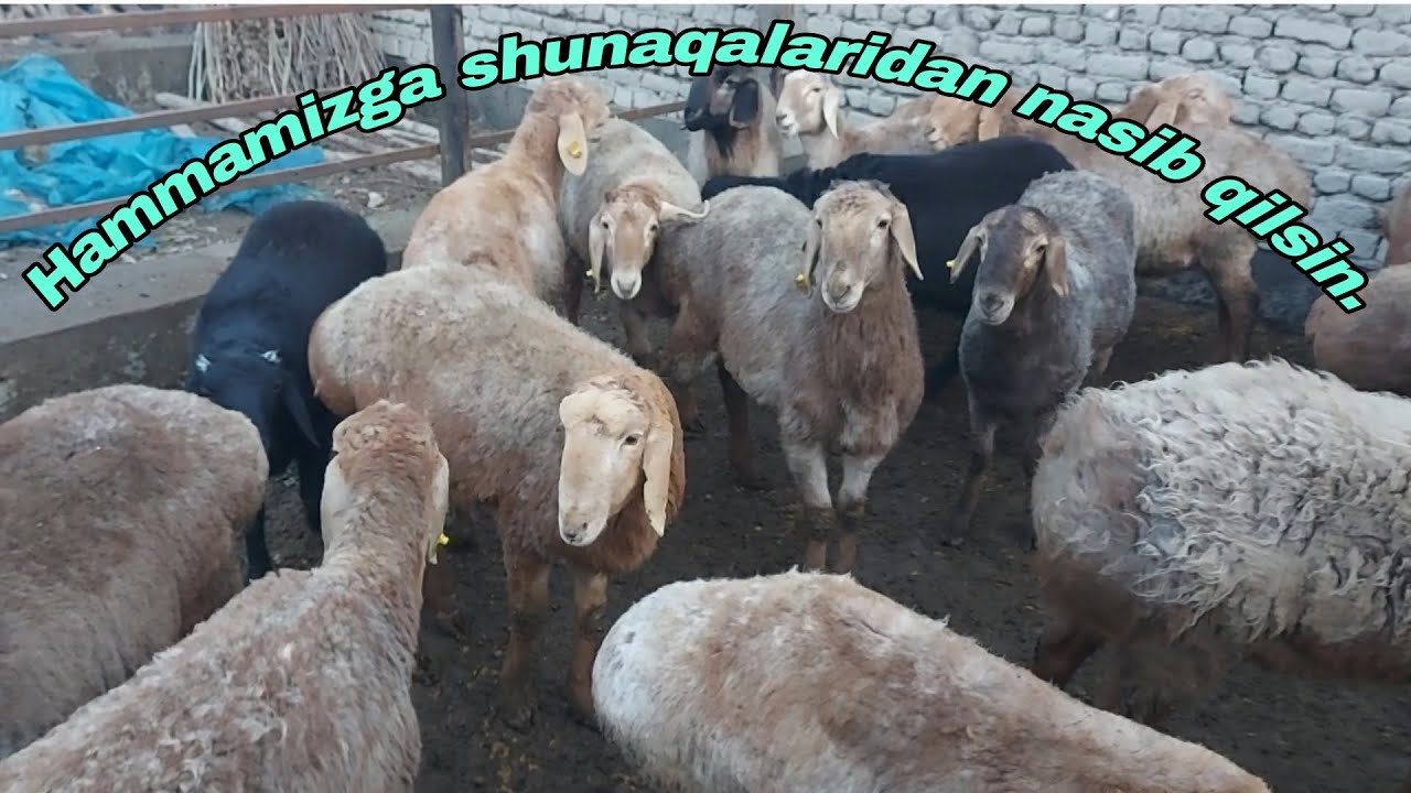 AROVONGA BISHKEKDAN ARASHANLAR KELDI.