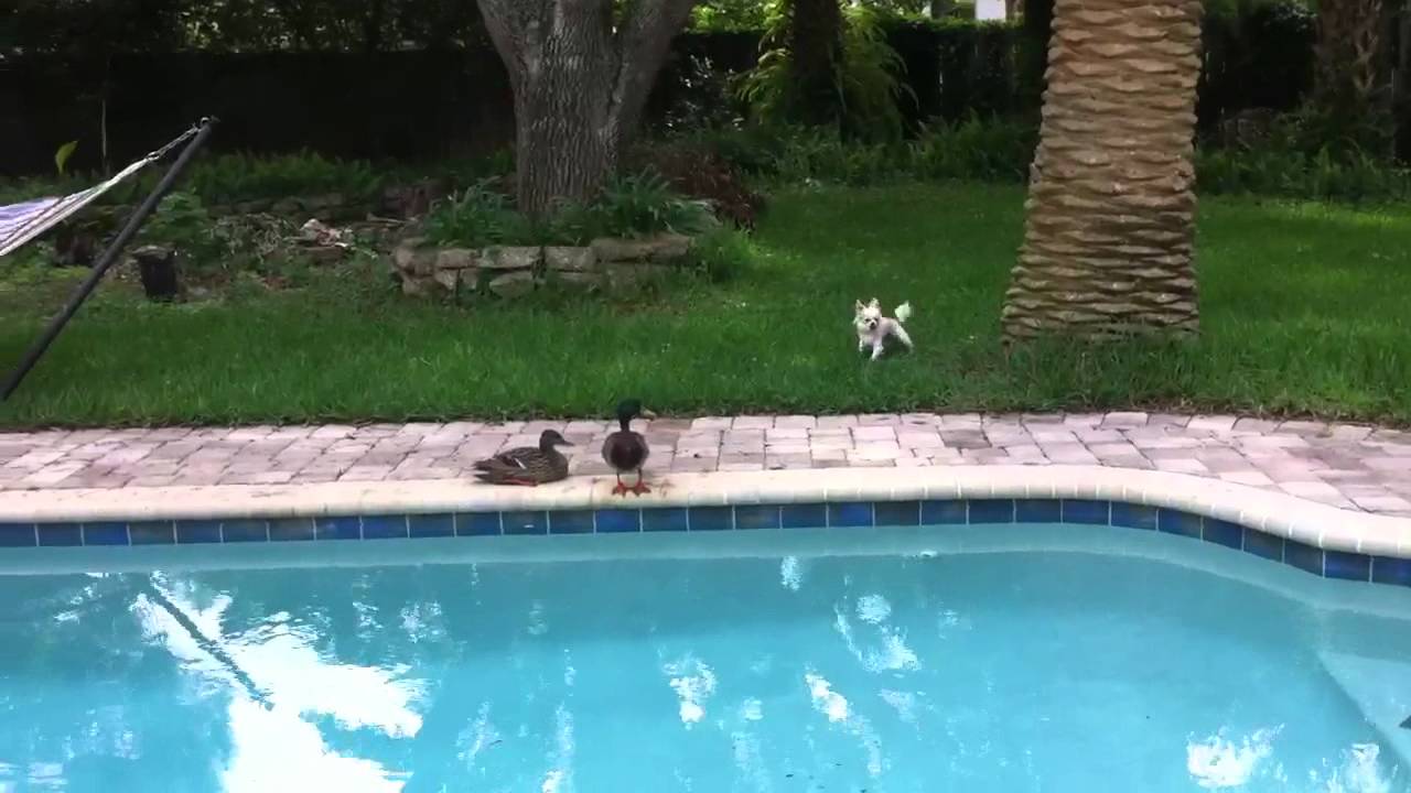 Chihuahua vs Duck
