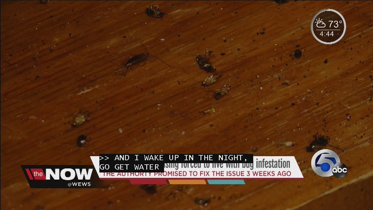 People in CMHA housing forced to live with bug infestation
