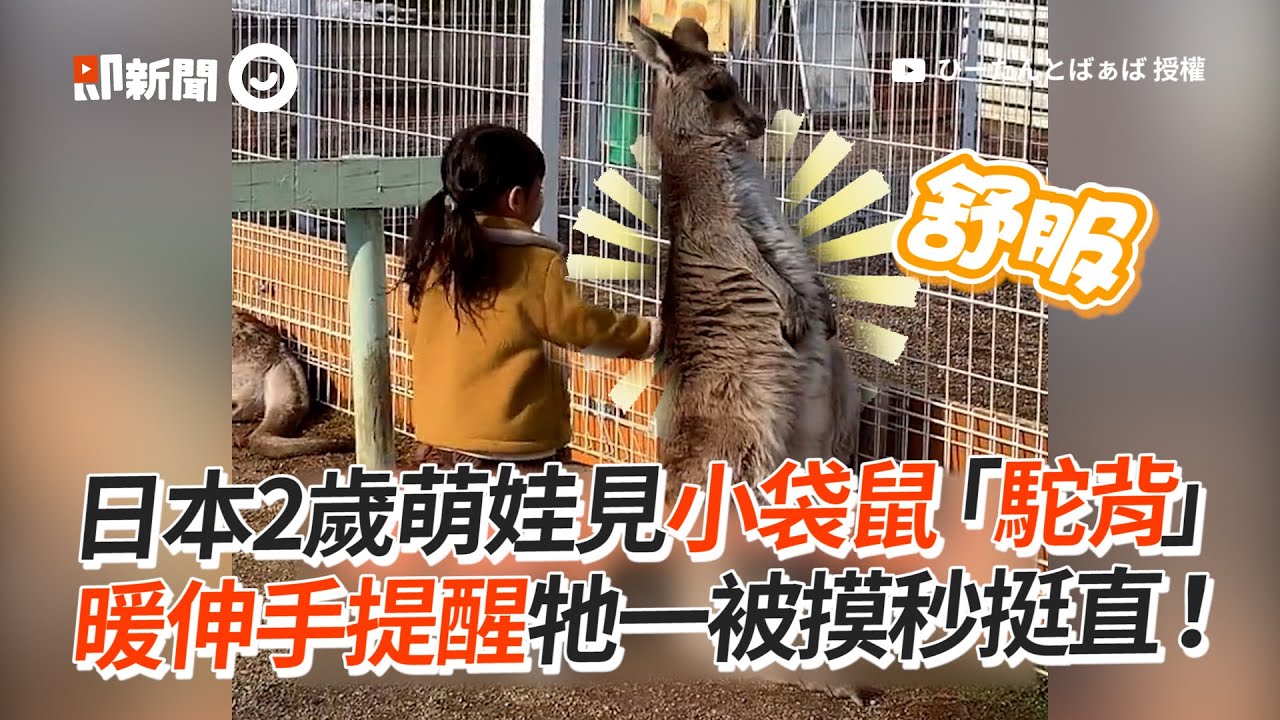 萌娃摸摸「駝背小袋鼠」牠秒挺直：好舒服～｜寵物動物｜動物園｜日本｜精選影片